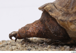 Turtles Animal photo references